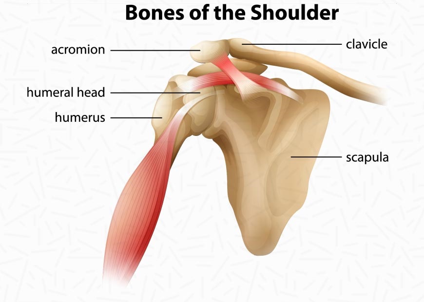 Rotator cuff injury shoulder bones