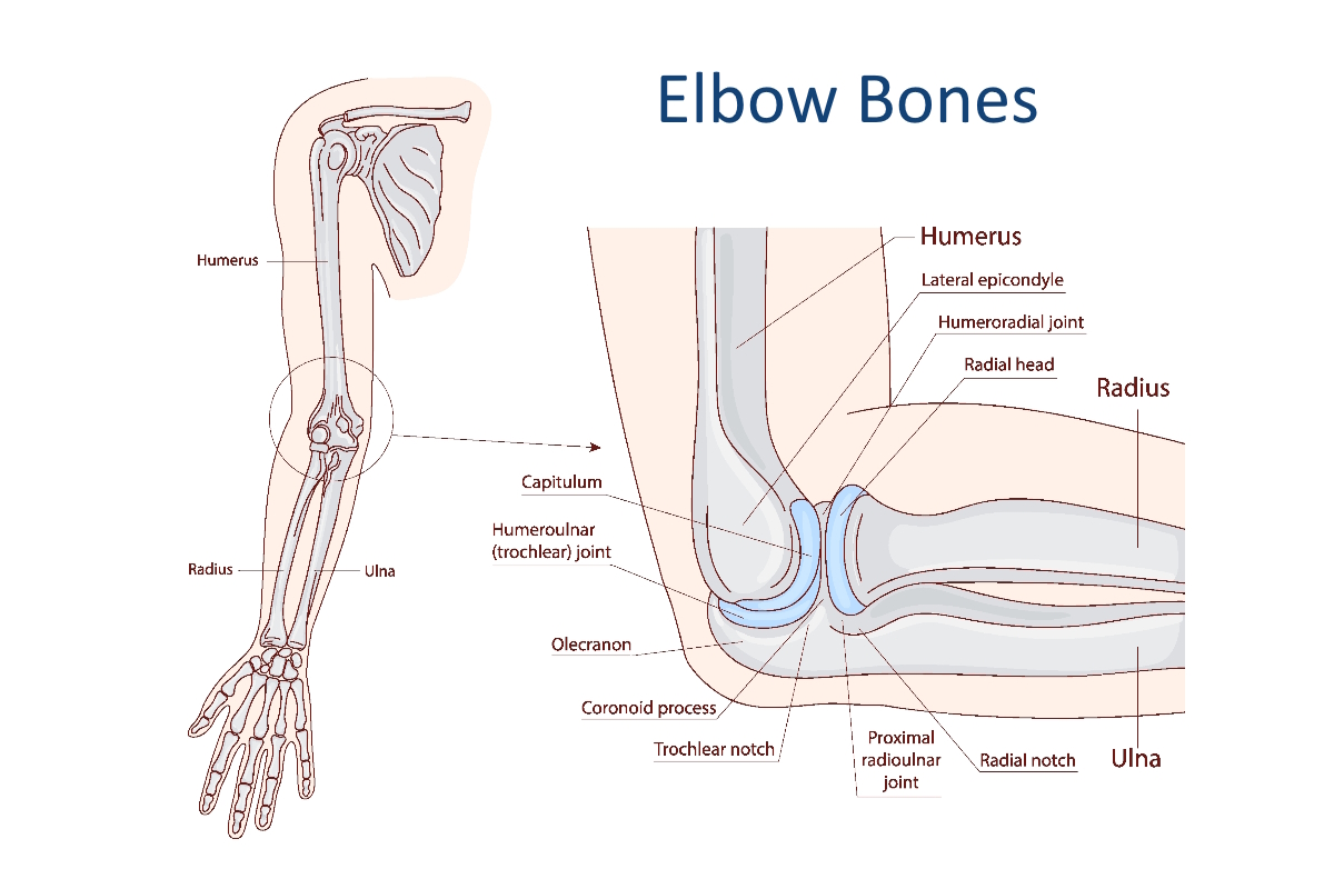elbow pain elbow bones illustration