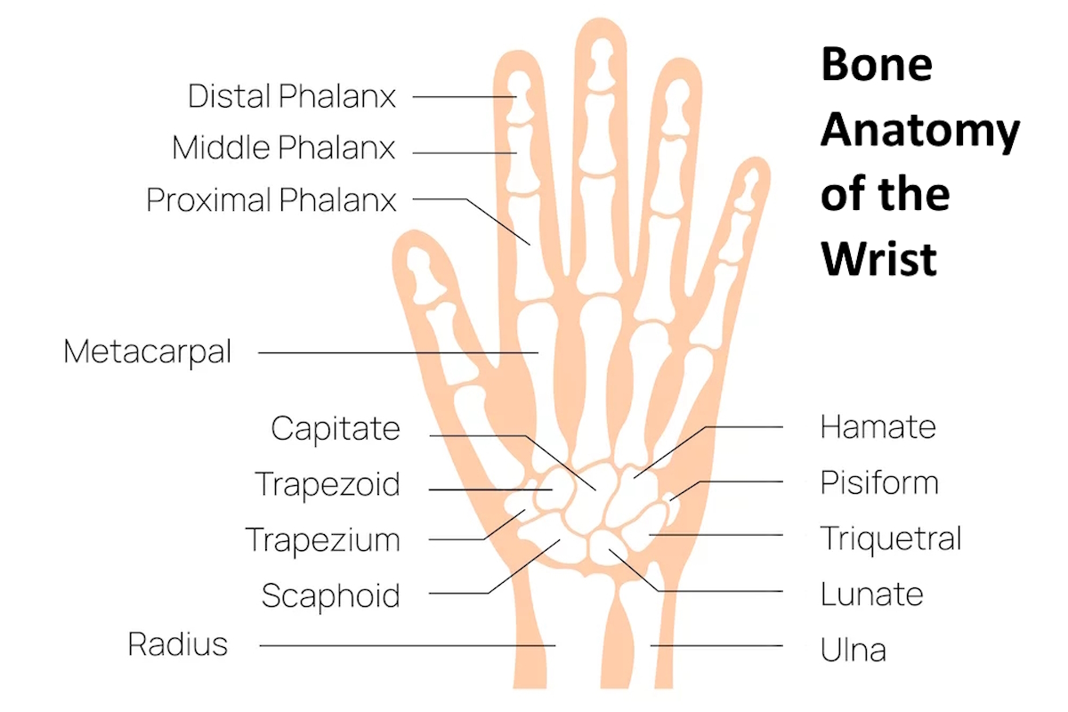 wrist fracture surgery hand anatomy hand bone illustration